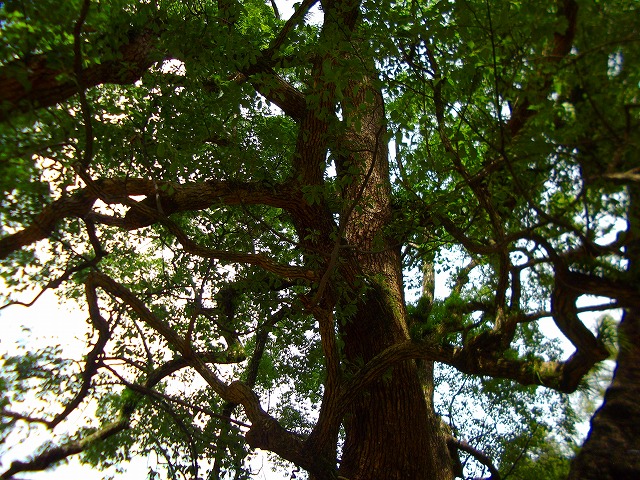 f:id:congiro:20120831233034j:image