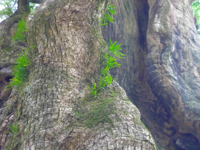 f:id:congiro:20120831233048j:image