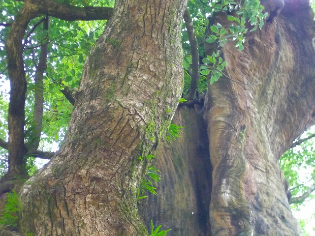 f:id:congiro:20120831233049j:image