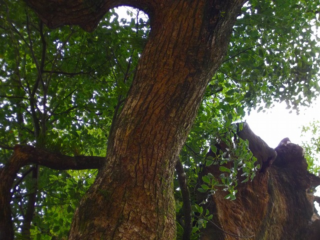 f:id:congiro:20120901002312j:image