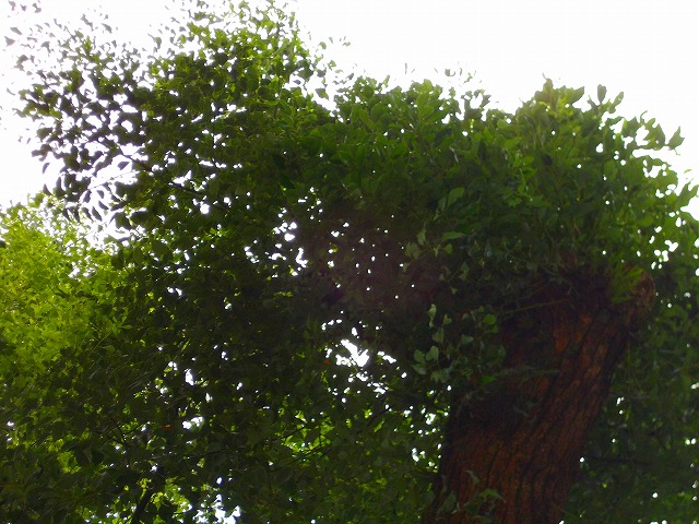 f:id:congiro:20120901002314j:image