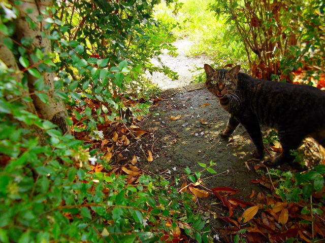f:id:congiro:20120925221907j:image