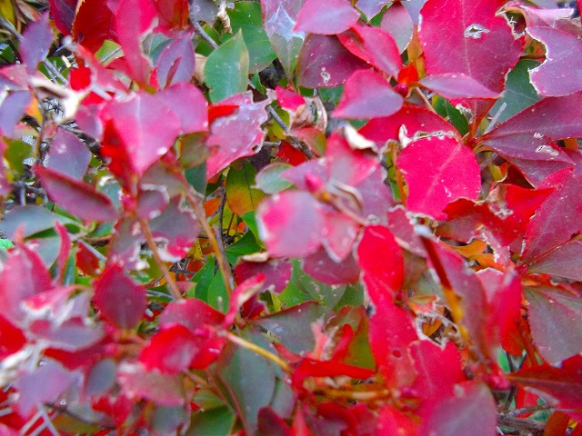 f:id:congiro:20121203004505j:image