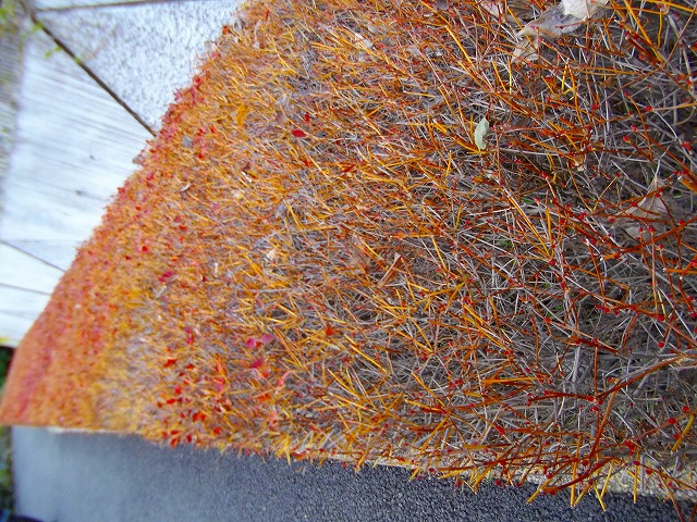 f:id:congiro:20121203004518j:image