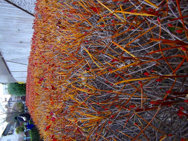 f:id:congiro:20121203004519j:image