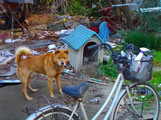 f:id:congiro:20121230214234j:image