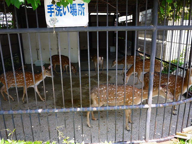 f:id:congiro:20130527003532j:image