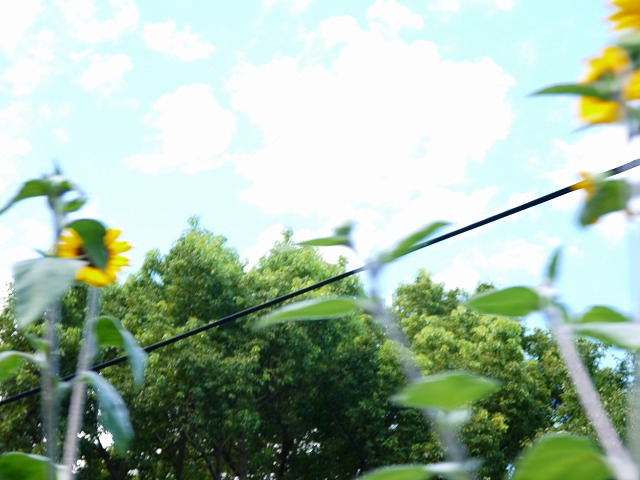 f:id:congiro:20130902164505j:image
