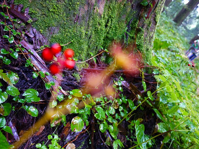 f:id:congiro:20131014231848j:image
