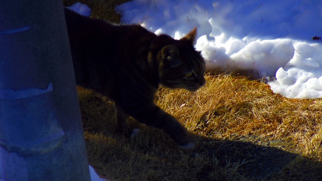 f:id:congiro:20140209234349j:image
