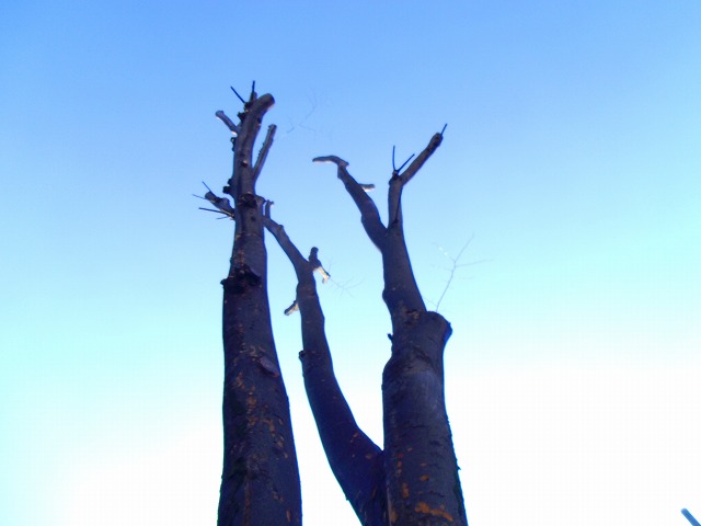 f:id:congiro:20140209234358j:image