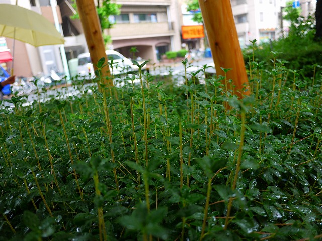 f:id:congiro:20140608105633j:image