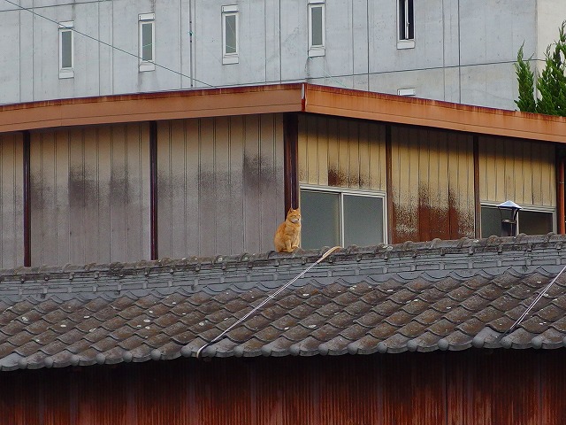 f:id:congiro:20141124204714j:image