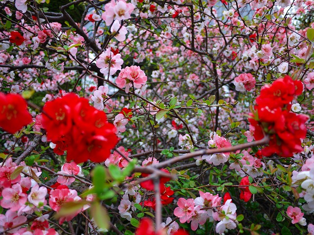 f:id:congiro:20150405234043j:image