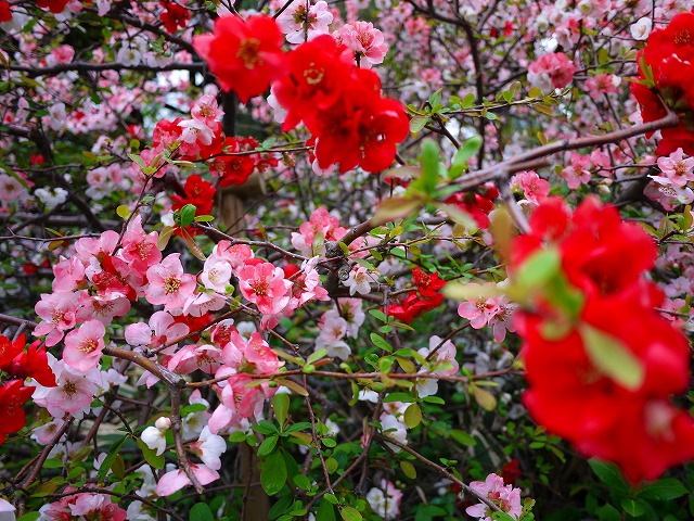 f:id:congiro:20150405234044j:image
