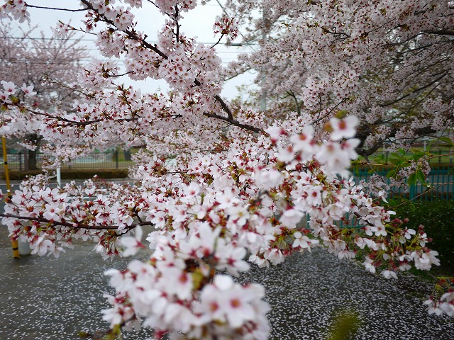 f:id:congiro:20150405234108j:image