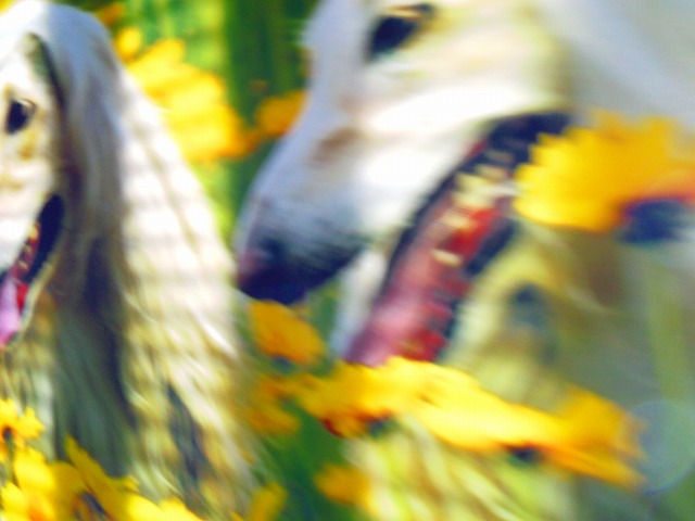 f:id:congiro:20150419102319j:image