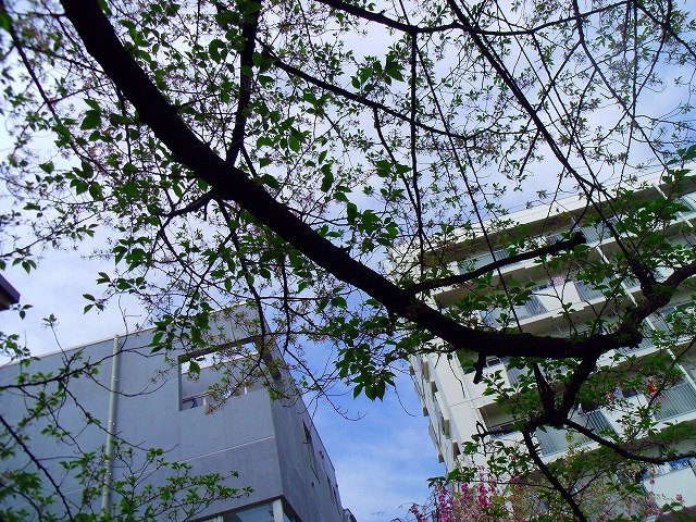 f:id:congiro:20150419102320j:image