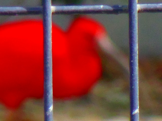 f:id:congiro:20150419102325j:image
