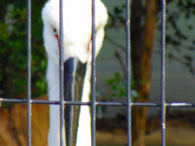 f:id:congiro:20150419102327j:image