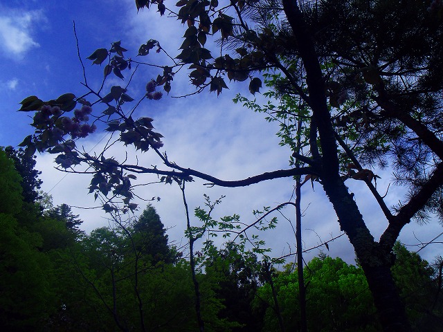 f:id:congiro:20150513082302j:image