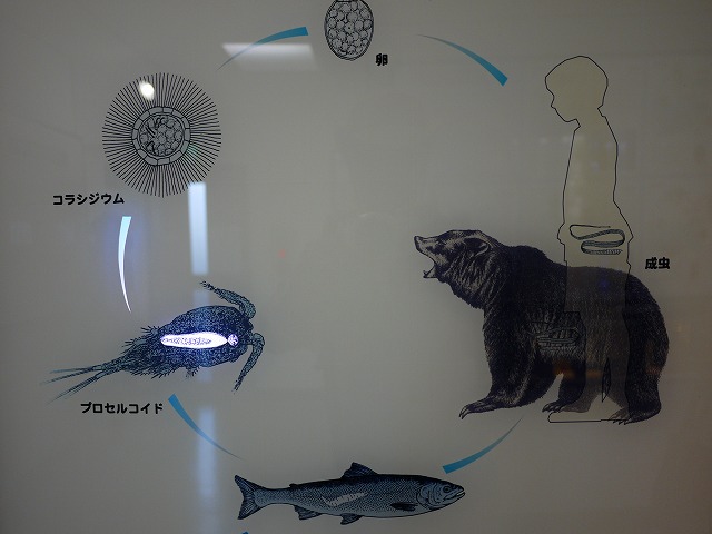 f:id:congiro:20150713012030j:image