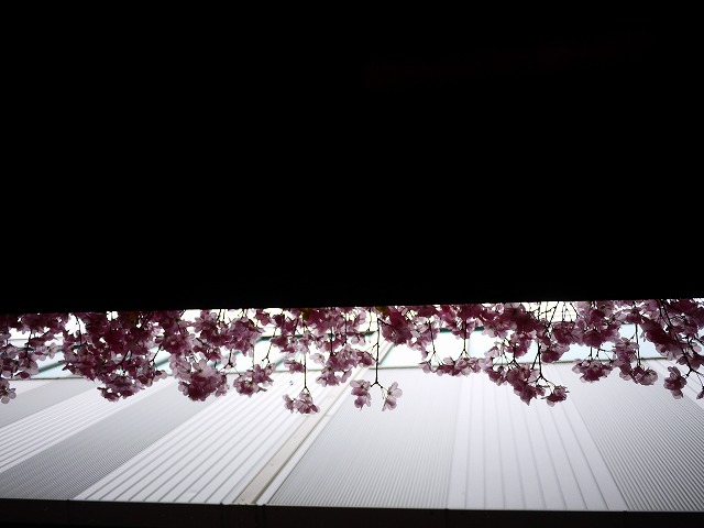 f:id:congiro:20190303230116j:plain