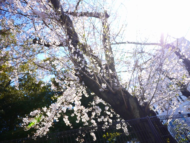 f:id:congiro:20190402223754j:plain