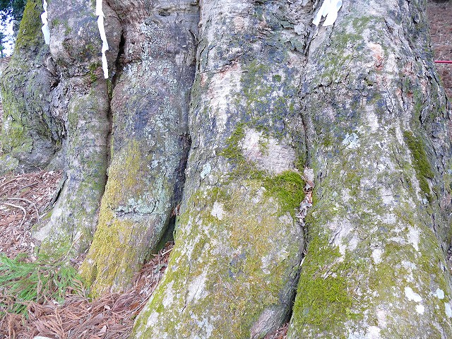 f:id:congiro:20190403003034j:plain