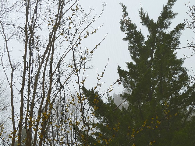 f:id:congiro:20190403003212j:plain