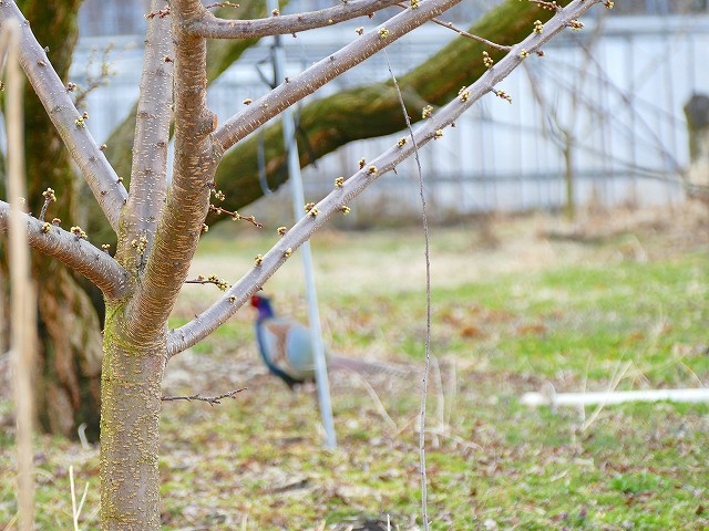 f:id:congiro:20190403003310j:plain