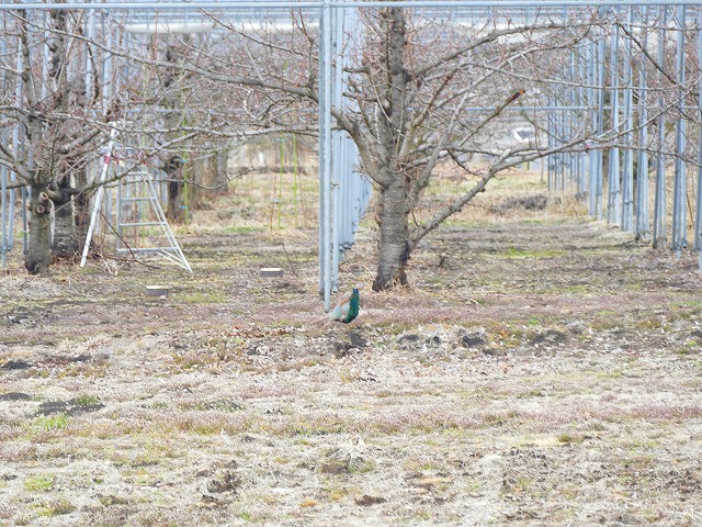 f:id:congiro:20190403003321j:plain