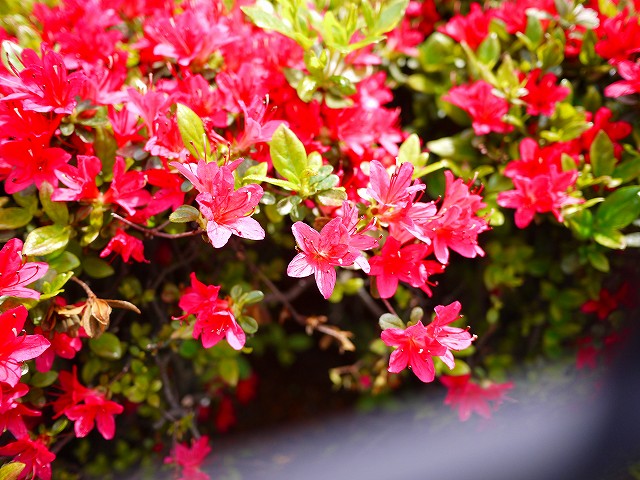 f:id:congiro:20190501101706j:plain