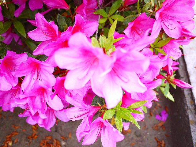 f:id:congiro:20190501101707j:plain