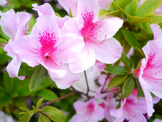f:id:congiro:20190501101708j:plain