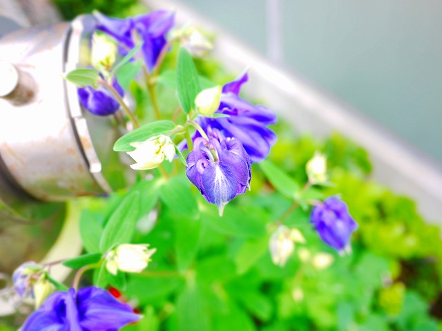 f:id:congiro:20190501101709j:plain
