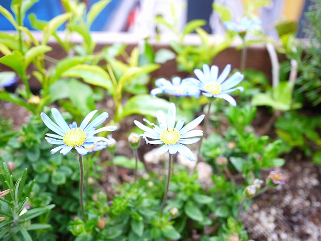 f:id:congiro:20190501101712j:plain