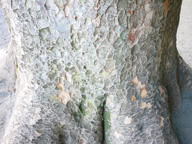 f:id:congiro:20190507011743j:plain f:id:congiro:20190507011743j:plain