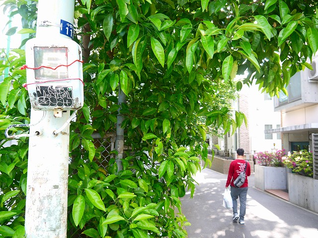 f:id:congiro:20190519232013j:plain
