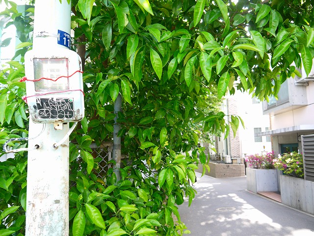 f:id:congiro:20190519232014j:plain