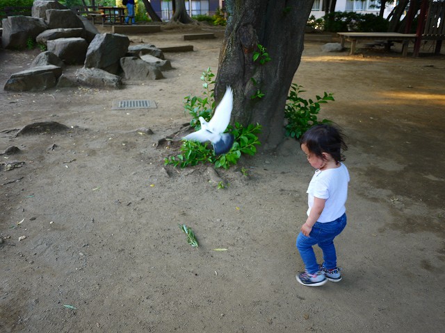 f:id:congiro:20190526004448j:plain