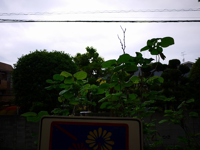 f:id:congiro:20190609210229j:plain f:id:congiro:20190609210229j:plain