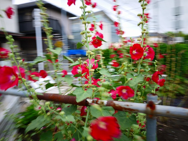 f:id:congiro:20190623231941j:plain