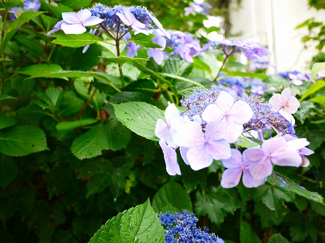 f:id:congiro:20190623231948j:plain