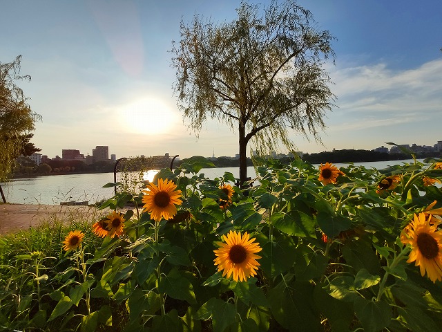 f:id:congiro:20190816222944j:plain
