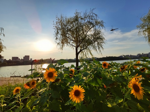 f:id:congiro:20190816222951j:plain