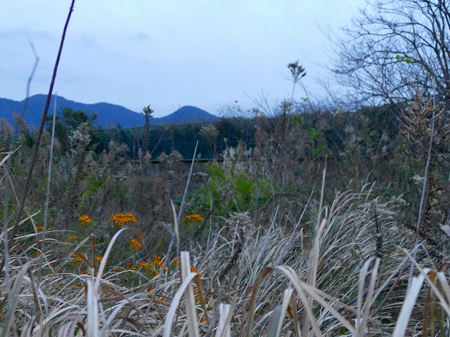 f:id:congiro:20200102164820j:plain