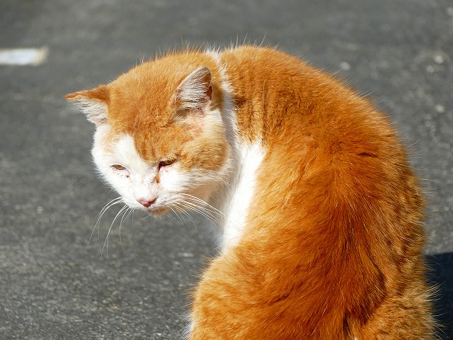 f:id:congiro:20200112003140j:plain