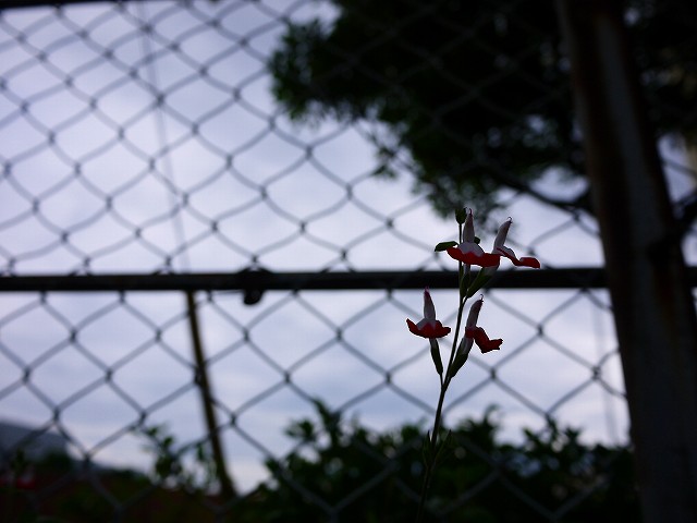 f:id:congiro:20200607122912j:plain