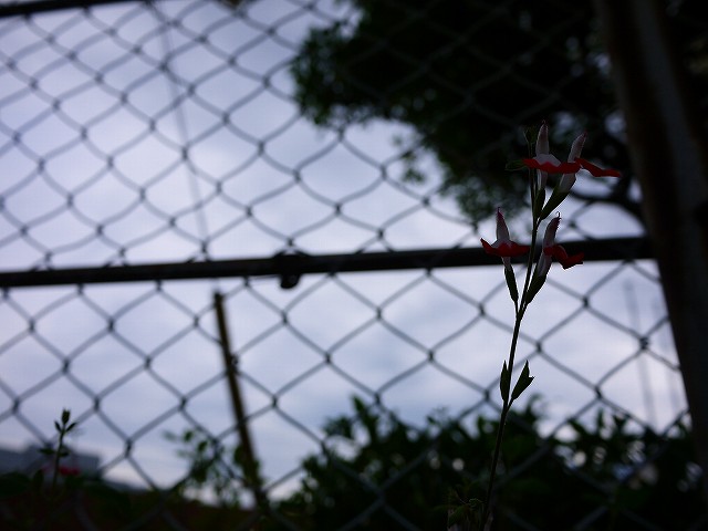 f:id:congiro:20200607122915j:plain
